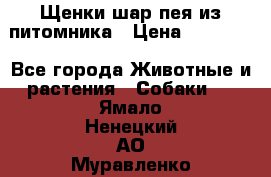 Щенки шар-пея из питомника › Цена ­ 15 000 - Все города Животные и растения » Собаки   . Ямало-Ненецкий АО,Муравленко г.